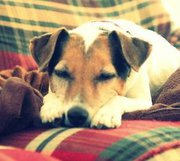 jack russell terrier picture