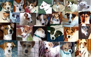 virginia jack russell rescue