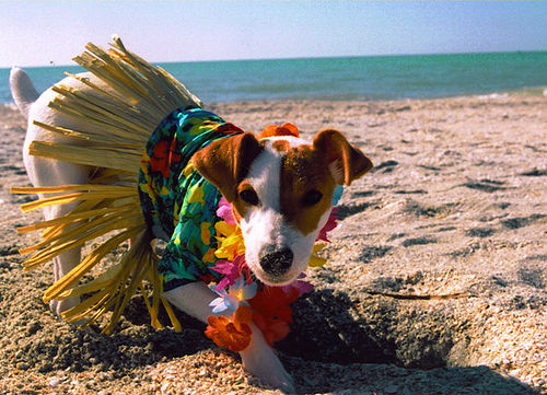 jack russell 36