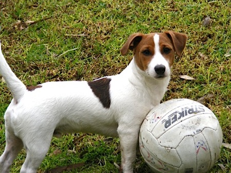 Jack Russell Terrier Jatz