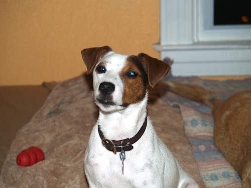 Jack Russell Terrier Mr. Leo