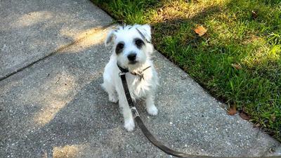Ace taking a walk