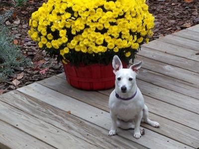 Jack russell Terrier Angel