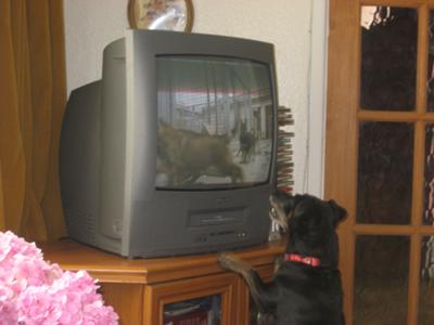 Attacking Dogs On TV!