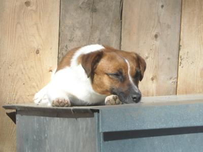 Awluv sunbathing