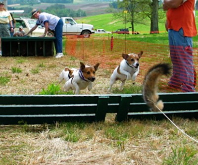 two jack russell terriers jumping over fence on farm