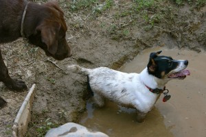 Jack Russell Terrier Playing in Mud