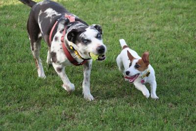 Minni and Pearl Both Want the Chew Toy