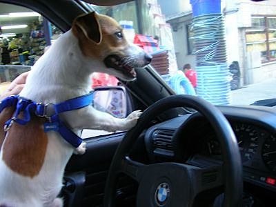 Whiskey Loves to Drive!