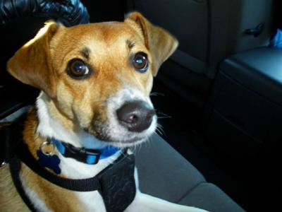 Biscuit at the dog parade