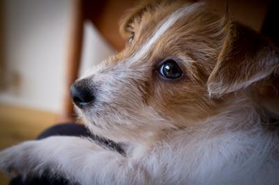 Boden in a Great Jack Russell Terrier Pic