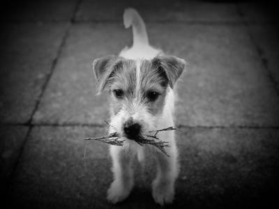 Boden the Jack Russell Puppy
