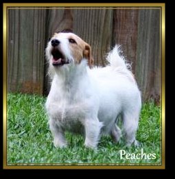 Peaches - Broken wire coat, awesome personality and great bone