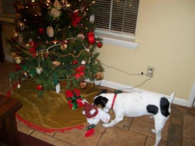 Bullit and his Christmas toy