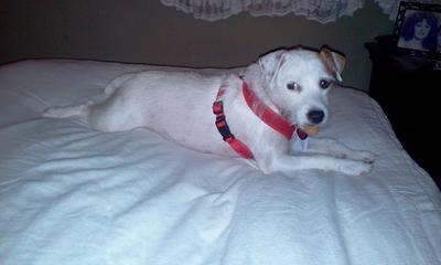 Bundy the Jack Russell Terrier