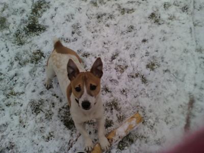 Playing In The Snow