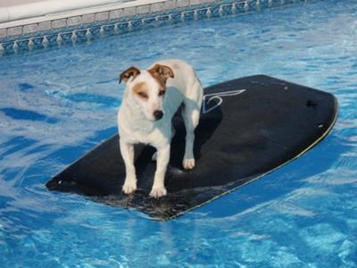 Sammy floating in the pool