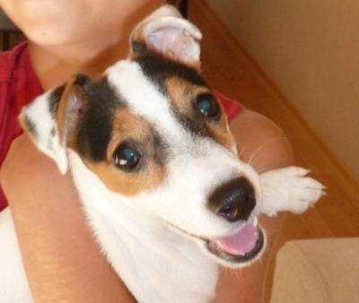 Jack Russell Terrier of the Month (Sept 2011) Coco