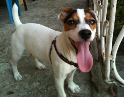 Coco, Our September 2011 Jack Russell Terrier of the Month