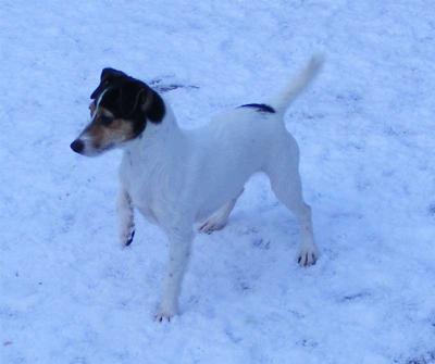 cumbreck jack russell