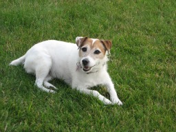 Jack Russell Terrier resting on grass