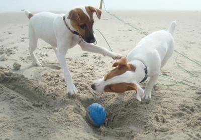 Kota and Gracie playing on the beach