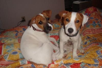 Gracie & Kota on the hotel bed