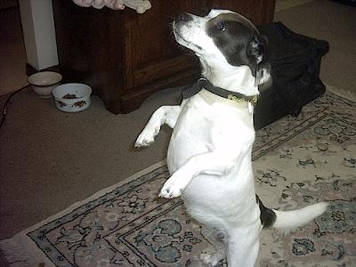 Patches the Dancing JRT