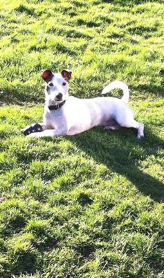 Dexter Gibson, bathing in the sun.
