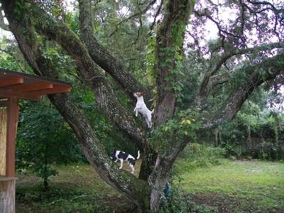 Doc & Hoss Checking out Squirrels!