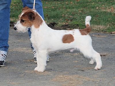 rough coat jack russell for sale