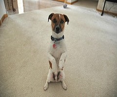 characteristics of jack russell terriers