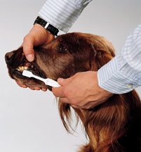 dog dental care