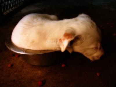 8 week old Mo takes a nap in her food bowl
