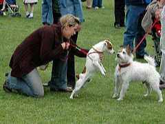 How old is my jack russell in human hot sale years