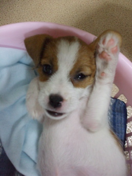 Penny saying Hi!!  (@ 8 weeks old)