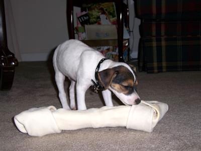 Leave My Bone Alone Please