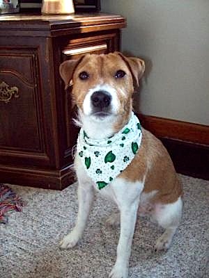 Gappie's all decked out for St. Patty's Day