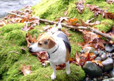 Magnus In Autumn