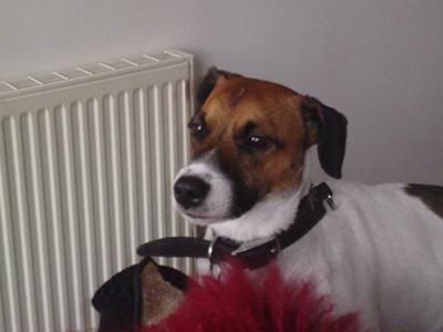 handsome boy patch 