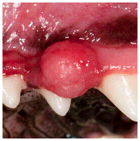 A Dog Dental Problem Such as an Oral Tumor Like This One Is One of Many Potential Causes of a Jaw Problem and Pain