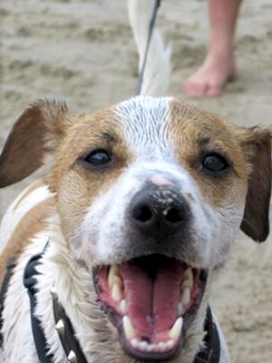 Hendrix at the Beach, After Digging in the Sand