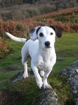 Holly on Dartmoor Christmas Eve 2011