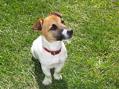 Jack Russell Terrier on Lawn