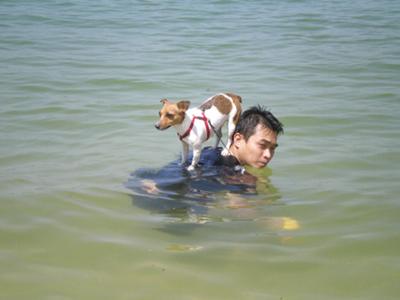 My JRT JoJo On My Shoulder