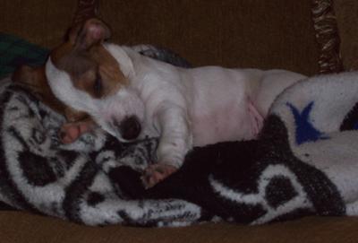 Napping on the couch