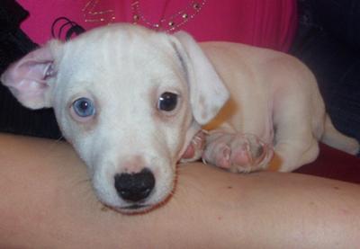 jack russell terrier blue eyes