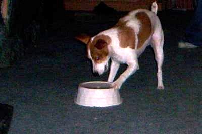 Jack Loves His Bowl