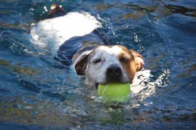 Jack in the Pool