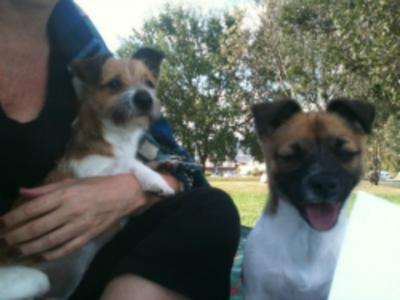 Jack Russell Crosses Mia and Pippa